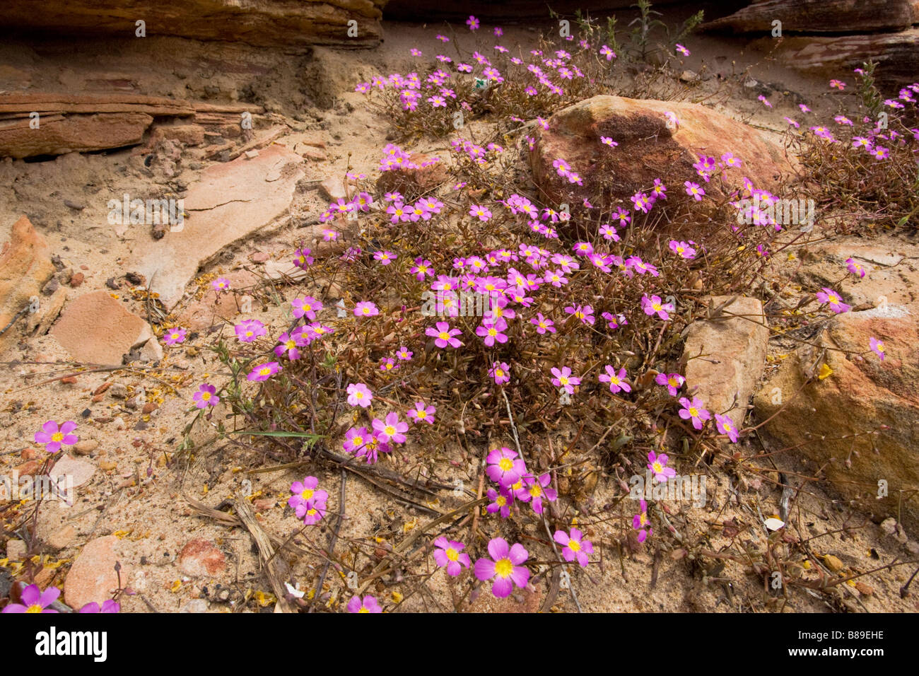 Wildflowers at Kalbarri National Park, Western Australia Stock Photo