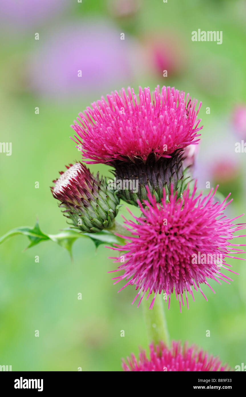 Pink Plume Thistle with 2 flowers in bloom and a third starting to open up Stock Photo