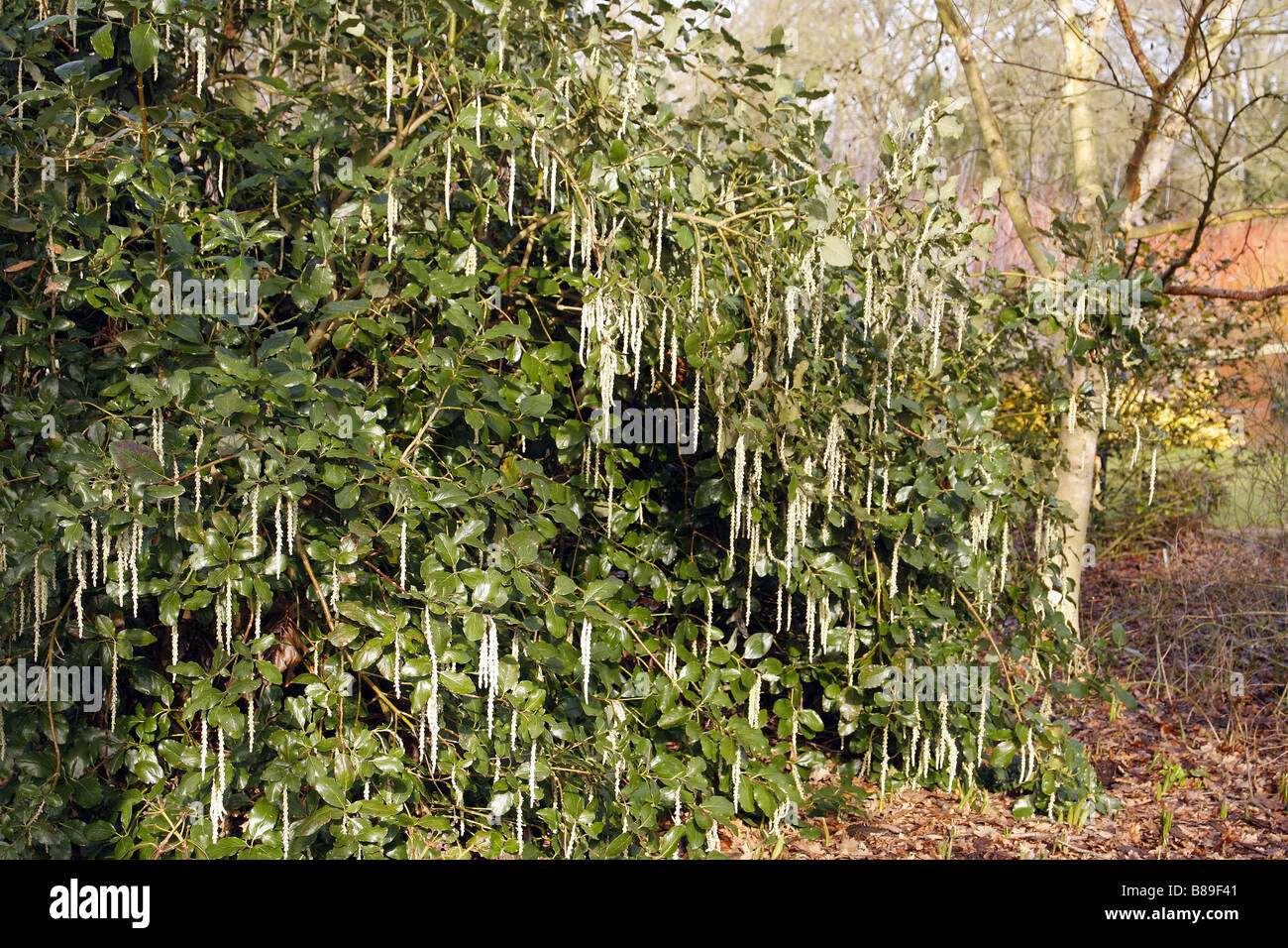 GARRYA ELIPTICA JAMES ROOF AGM AT RHS WISLEY GARDEN UK Stock Photo
