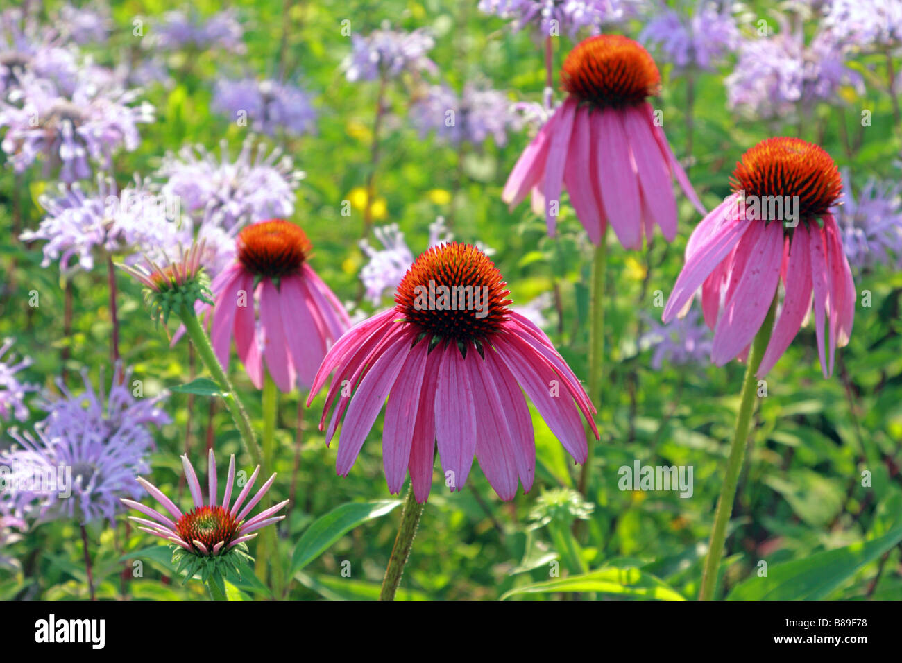 Echinacea flowers in wildflower meadow in Don Valley Brickworks conservation area Toronto Ontario Canada Stock Photo