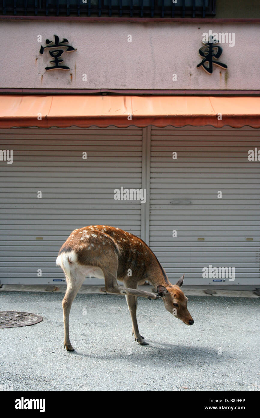 A deer scratching its ear, outside a closed shop front, Japan Stock Photo
