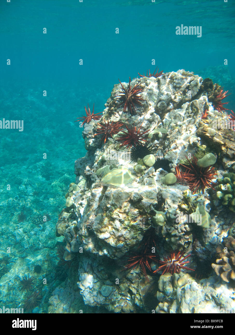 Ocean Rocks Underwater Ree Tropical ocean underwater rocks hi-res stock photography and images - Alamy