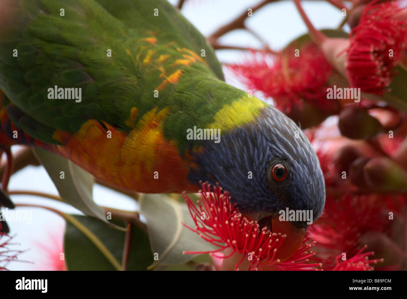 lorikeet feeding