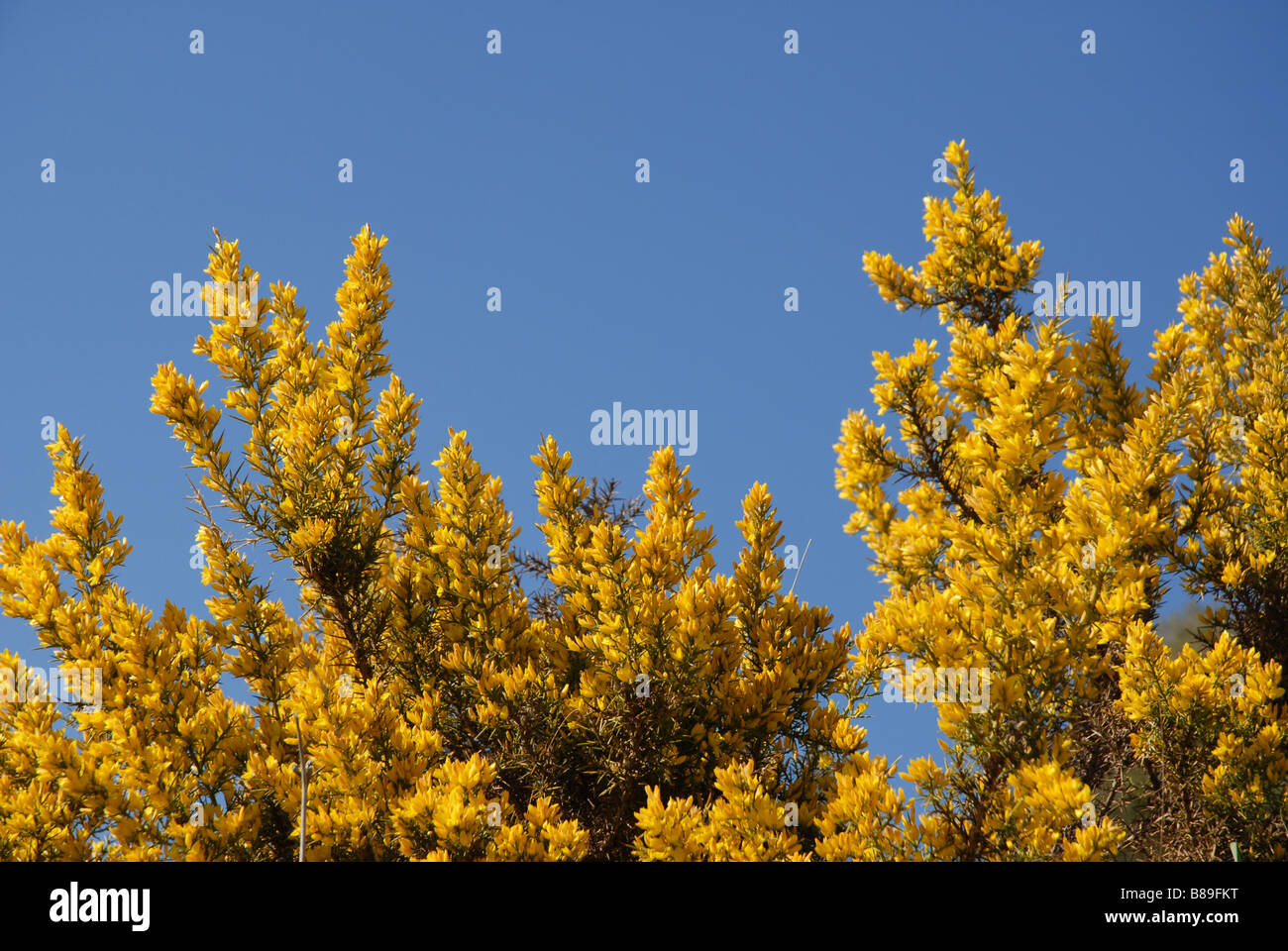 Common Gorse in flower, (Ulex europaeus) Alicante Province, Comunidad Valenciana, Spain Stock Photo