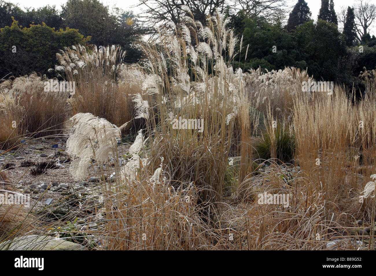 BIG GRASSES STILL LOOK GOOD DURING FEBRUARY AT RHS WISLEY GARDEN UK Stock Photo