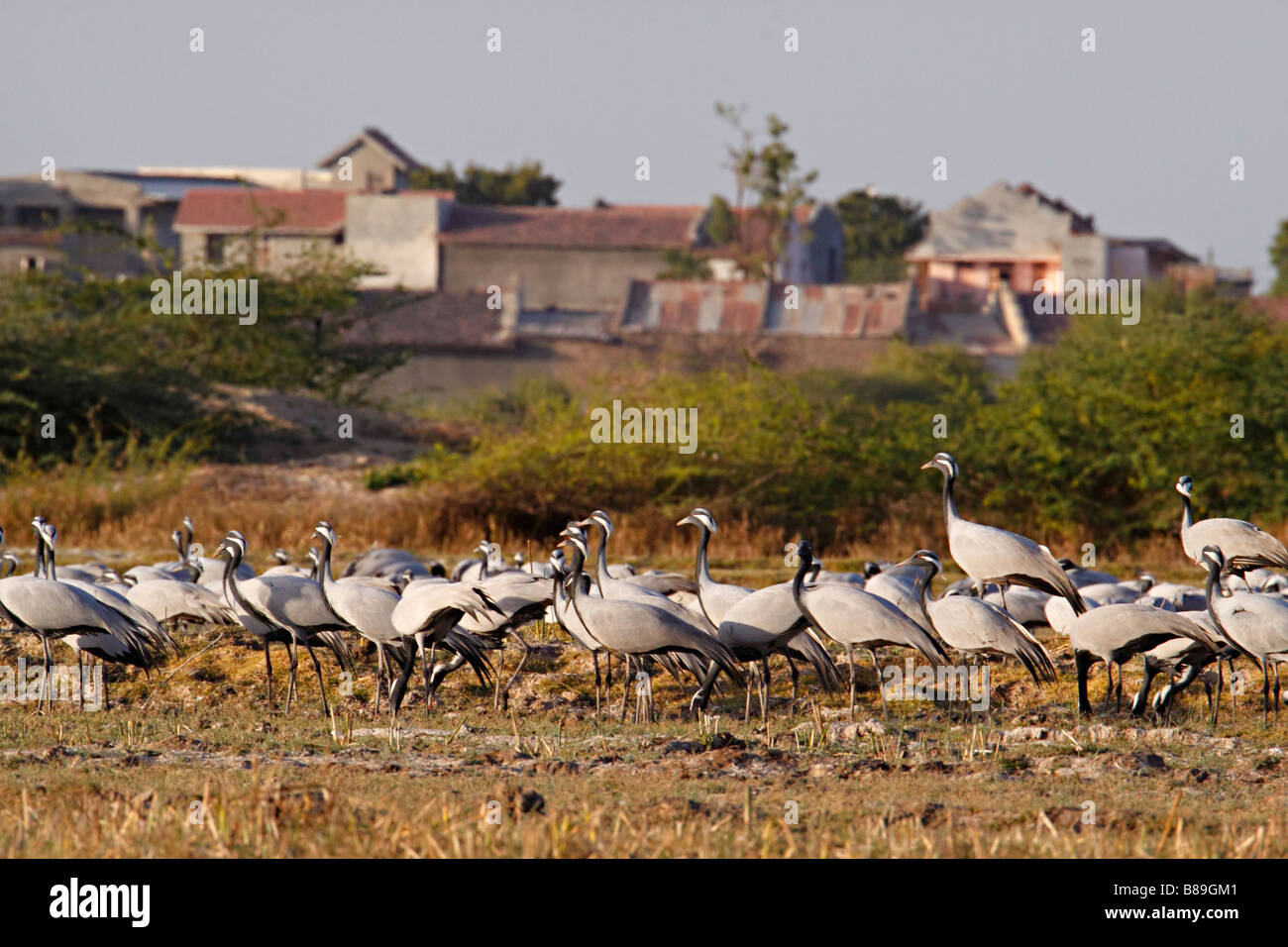 A flock of Demoiselle Cranes (Anthropoides virgo) in the grounds of a village in the Rann of Kutch Gujrat Stock Photo