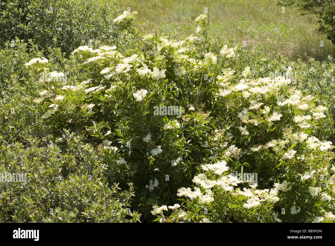 Black Elder Sambucus Nigra Stock Photo - Alamy