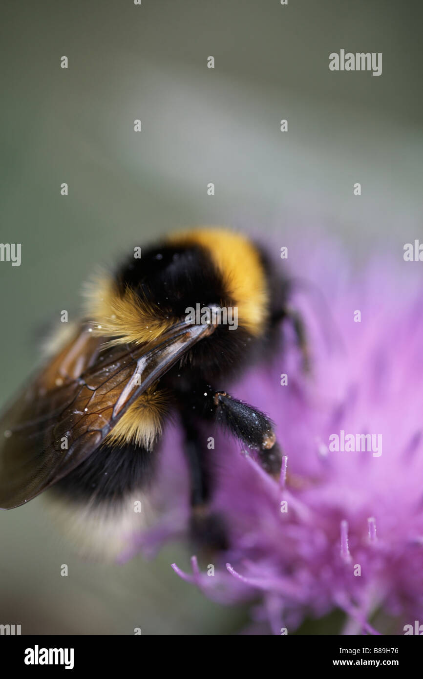 Bombus hortorum hi-res stock photography and images - Alamy