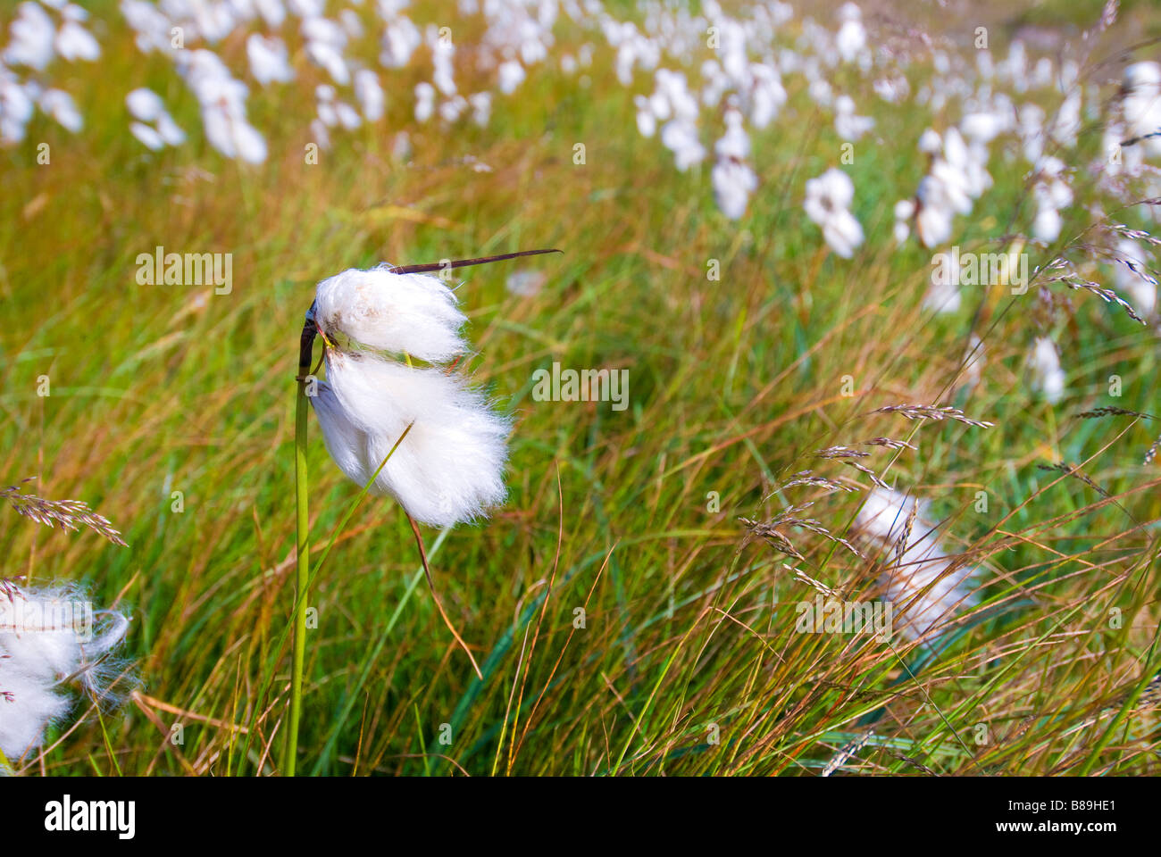 Cottongrass Eriophorum vaginatum Krkonose mountains Czech Republic Stock Photo