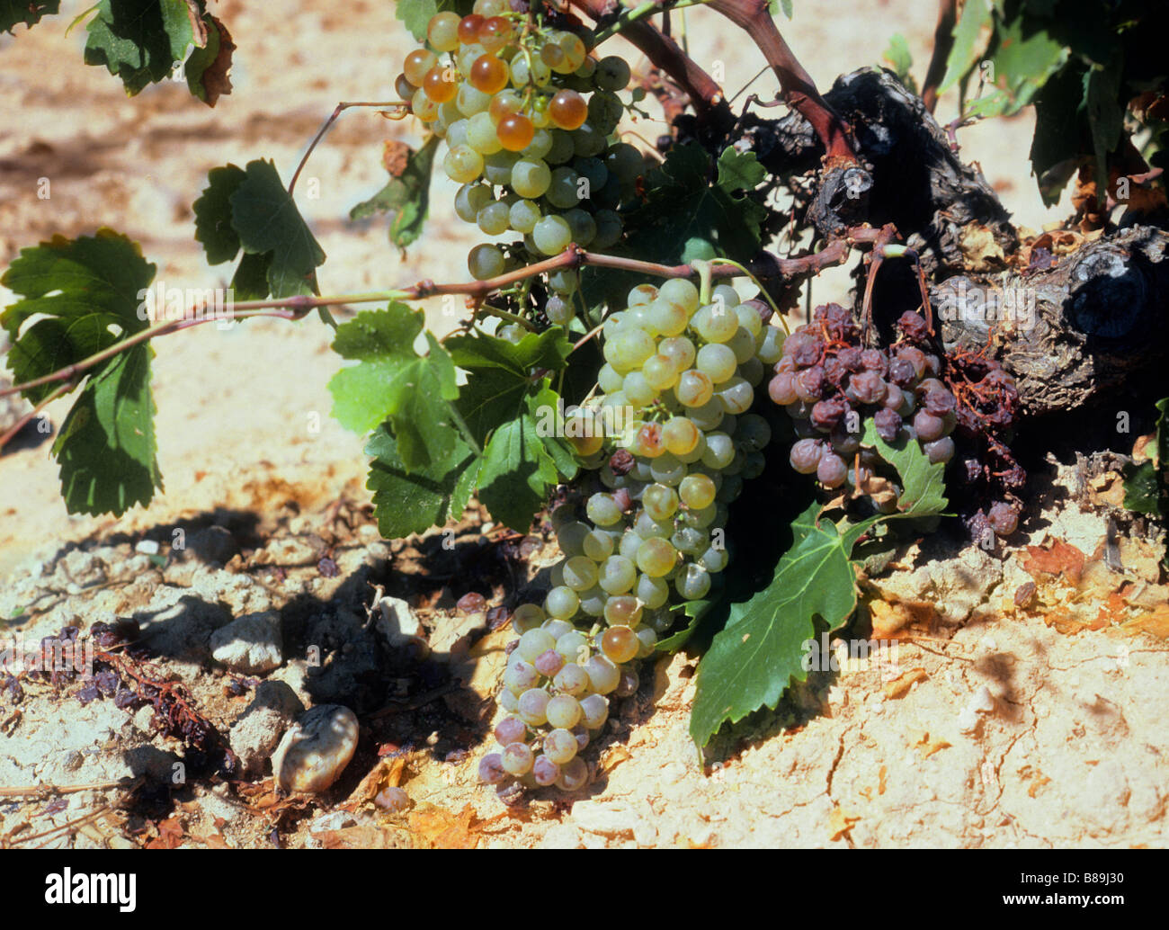 Climate change global warming. White grapes rotting on the vine in