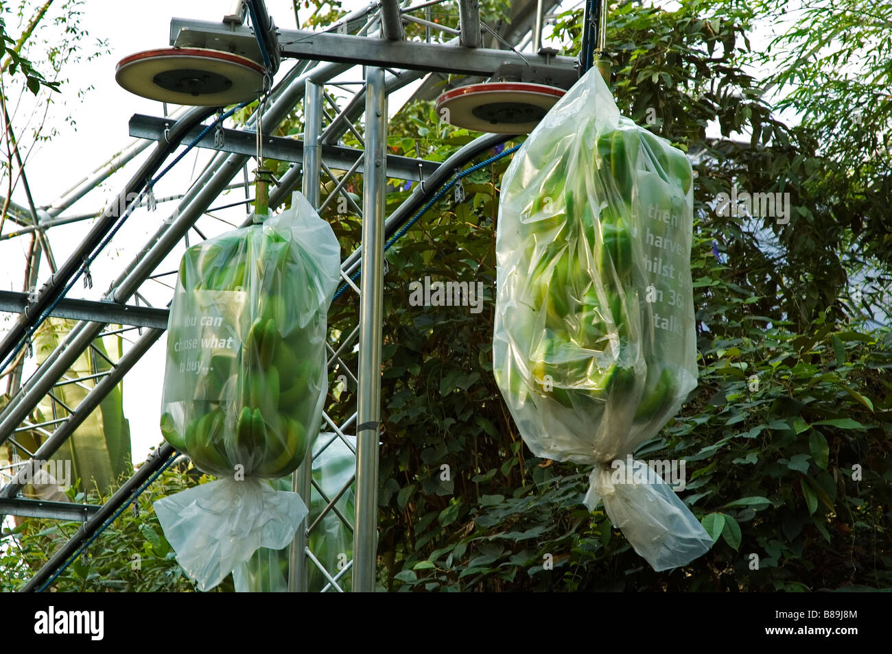 plastic bags of freshly picked bananas on a picking and loading machine