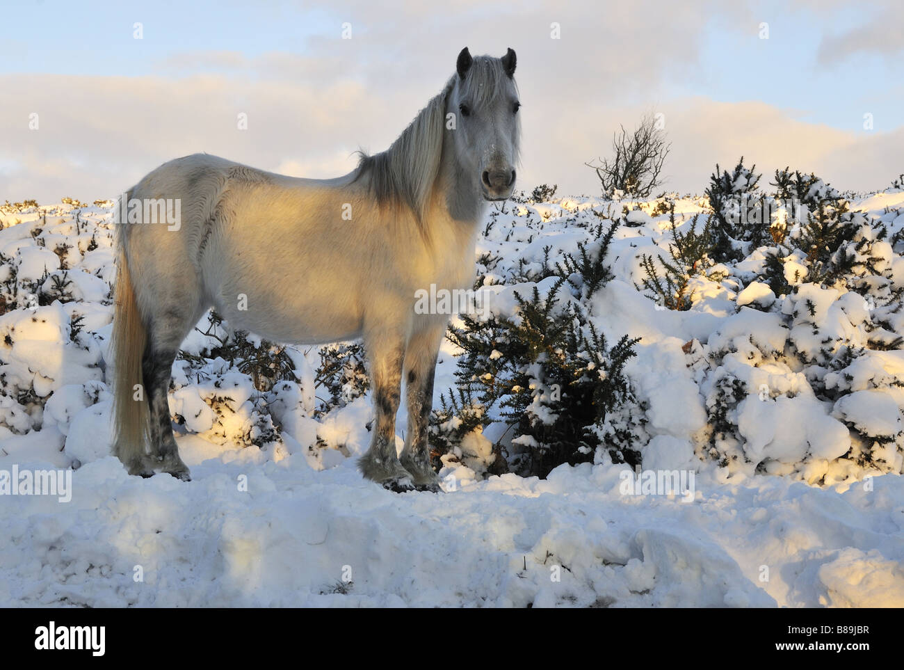 Dartmoor pony snow hires stock photography and images Alamy