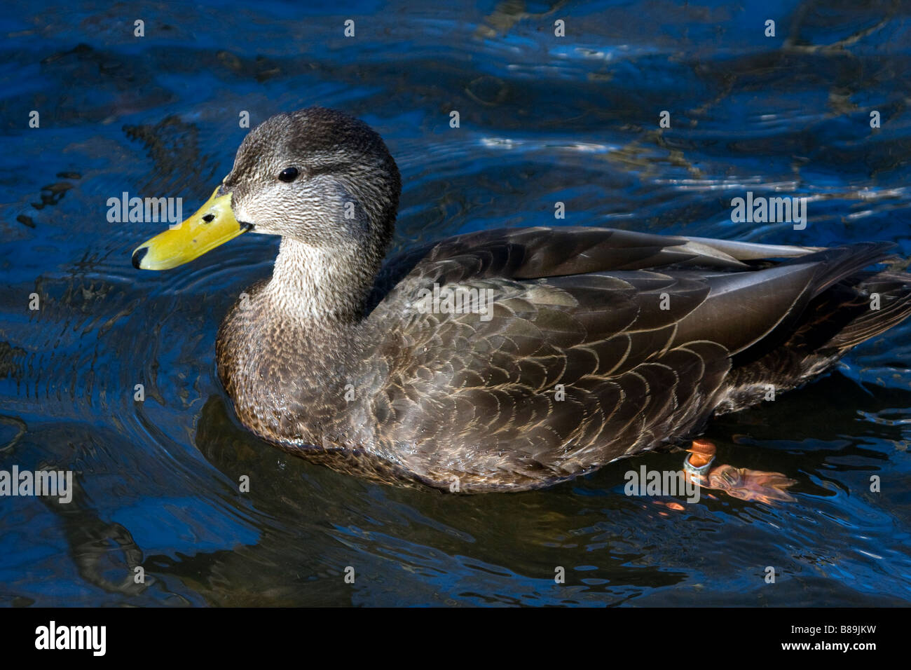 American Black Duck male swimming Stock Photo