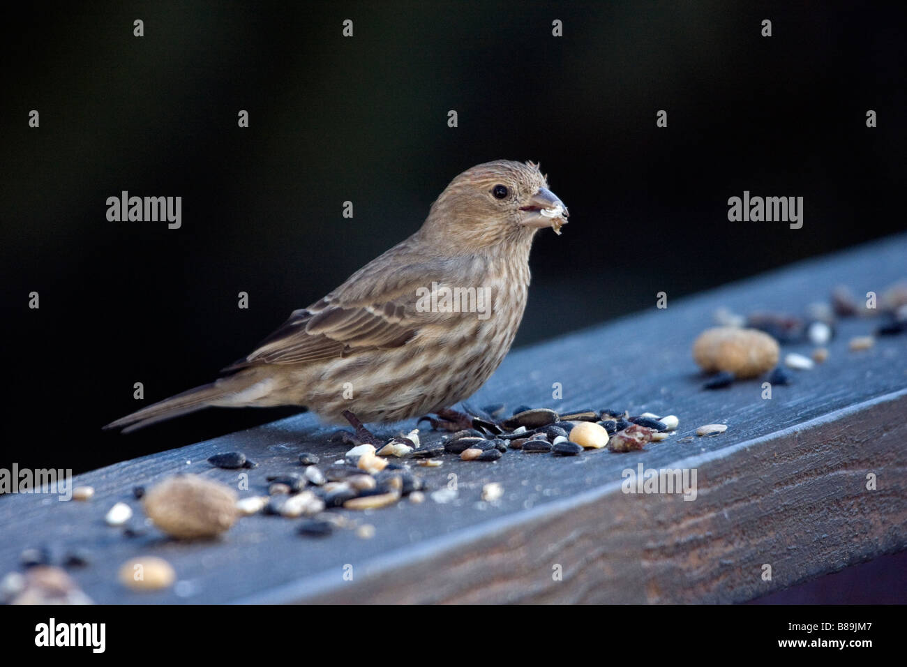 House Finch female eating seed Stock Photo Alamy