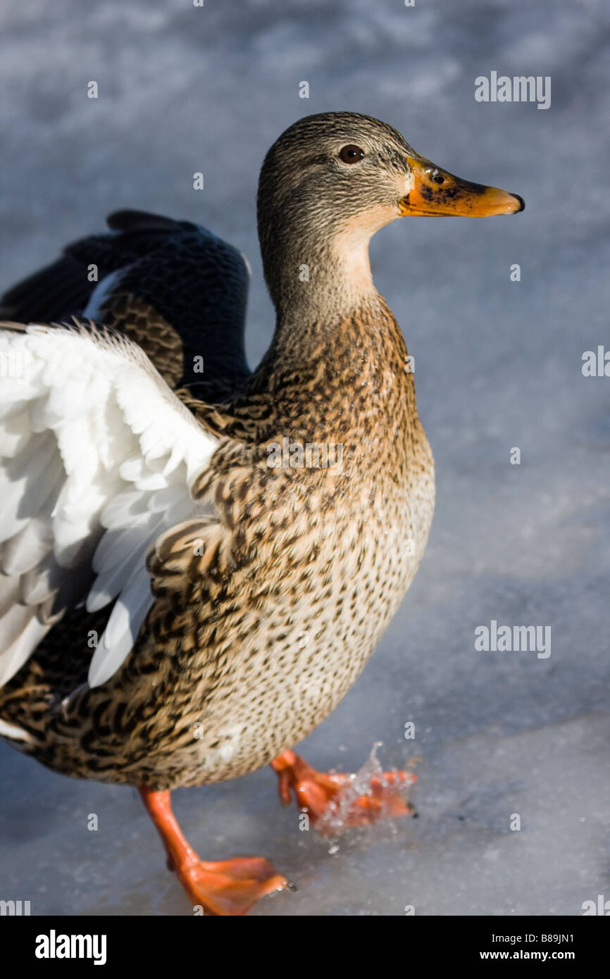Mallard duck female landing on ice Stock Photo