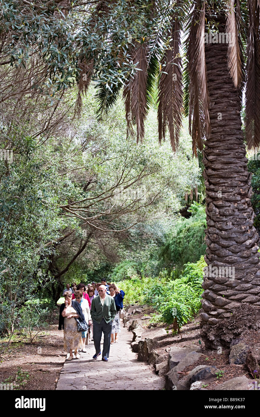 Tour group walking beneath Canarian palm tree (Phoenix canariensis ...