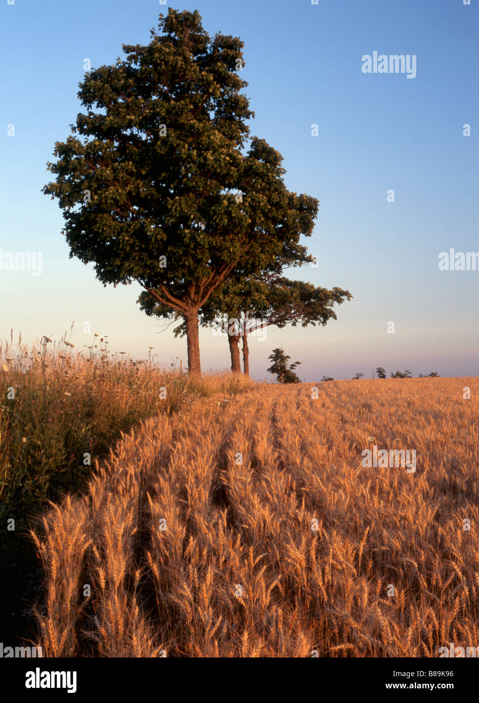 Wheat field and trees during growing season Southwestern Ontario Canada Stock Photo Alamy