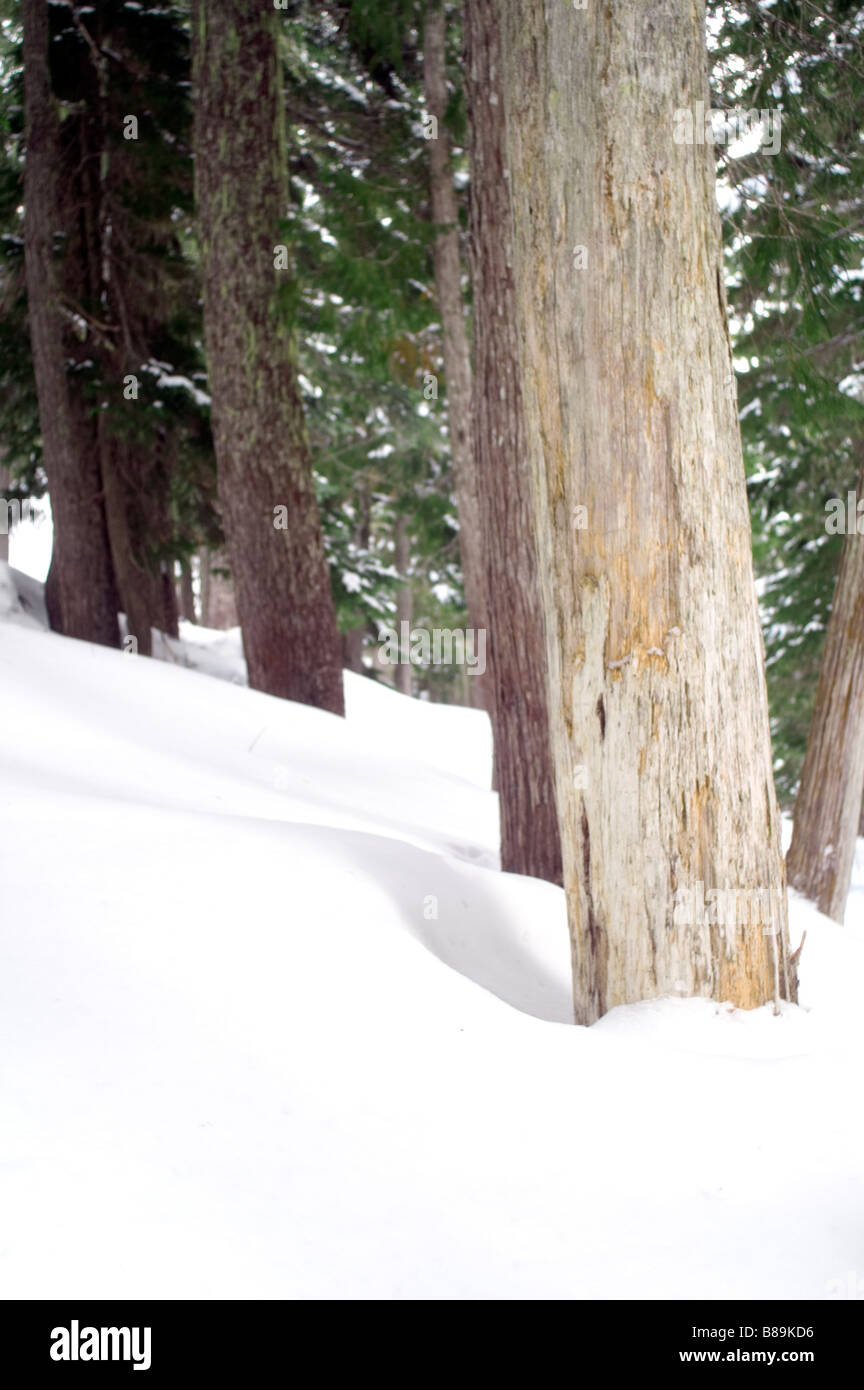 Forest blanketed with fresh snow fall Stock Photo