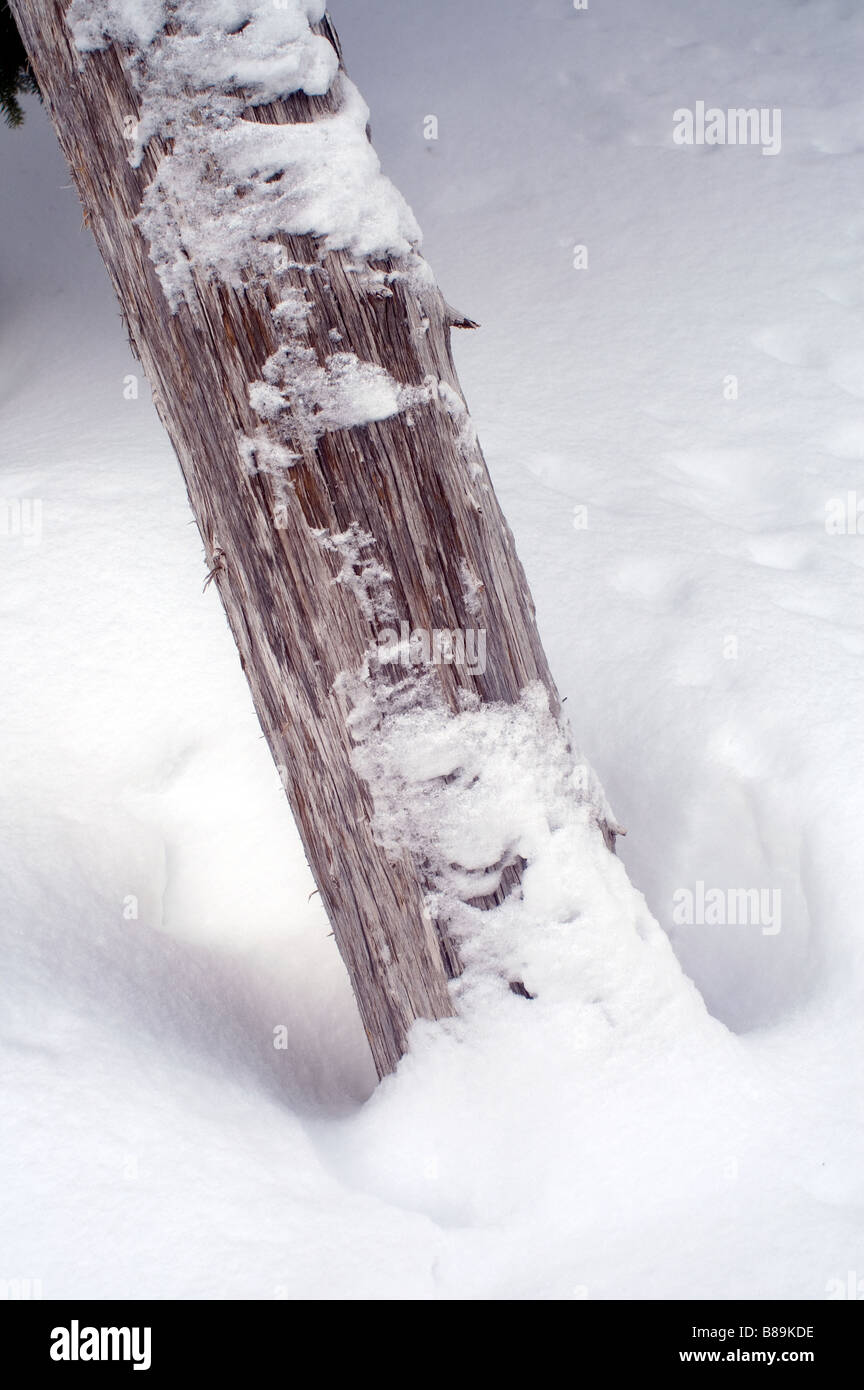 A nearly fallen tree covered in snow mid forest Stock Photo
