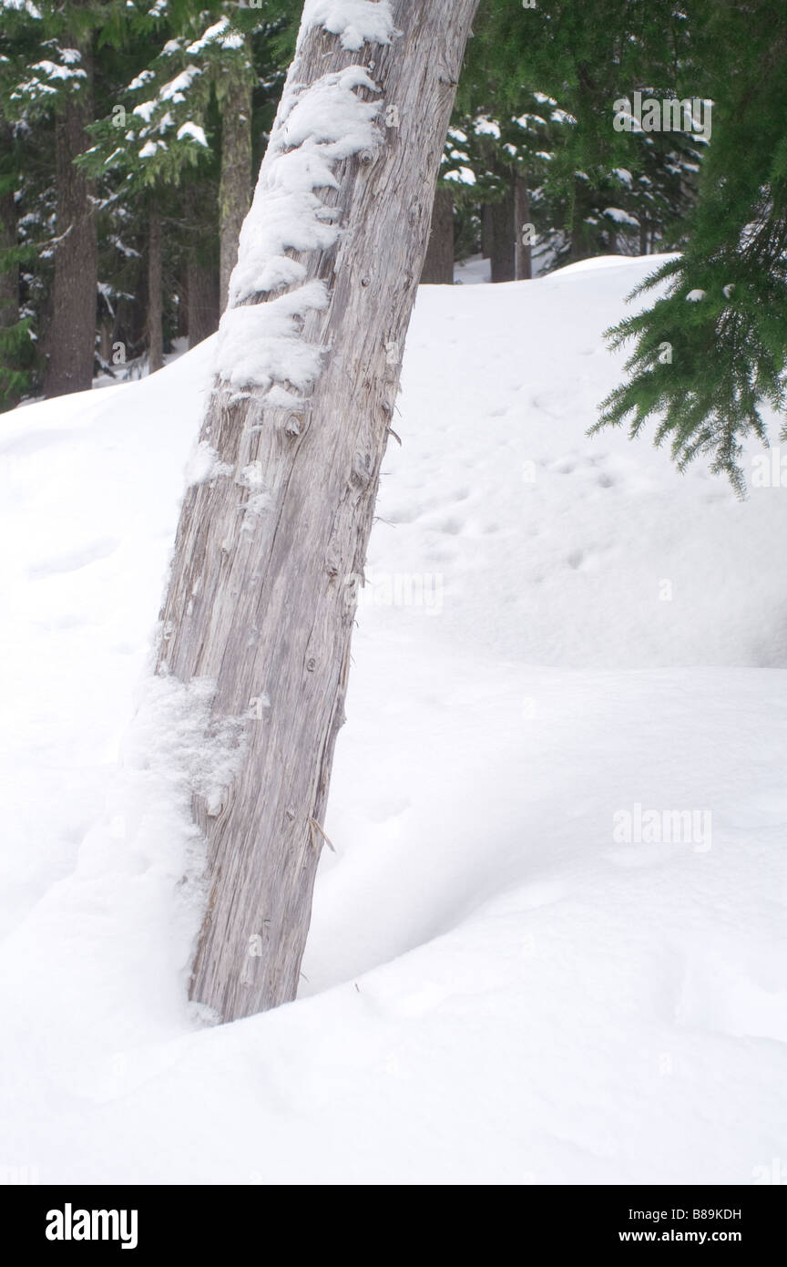 A nearly fallen tree covered in snow mid forest Stock Photo