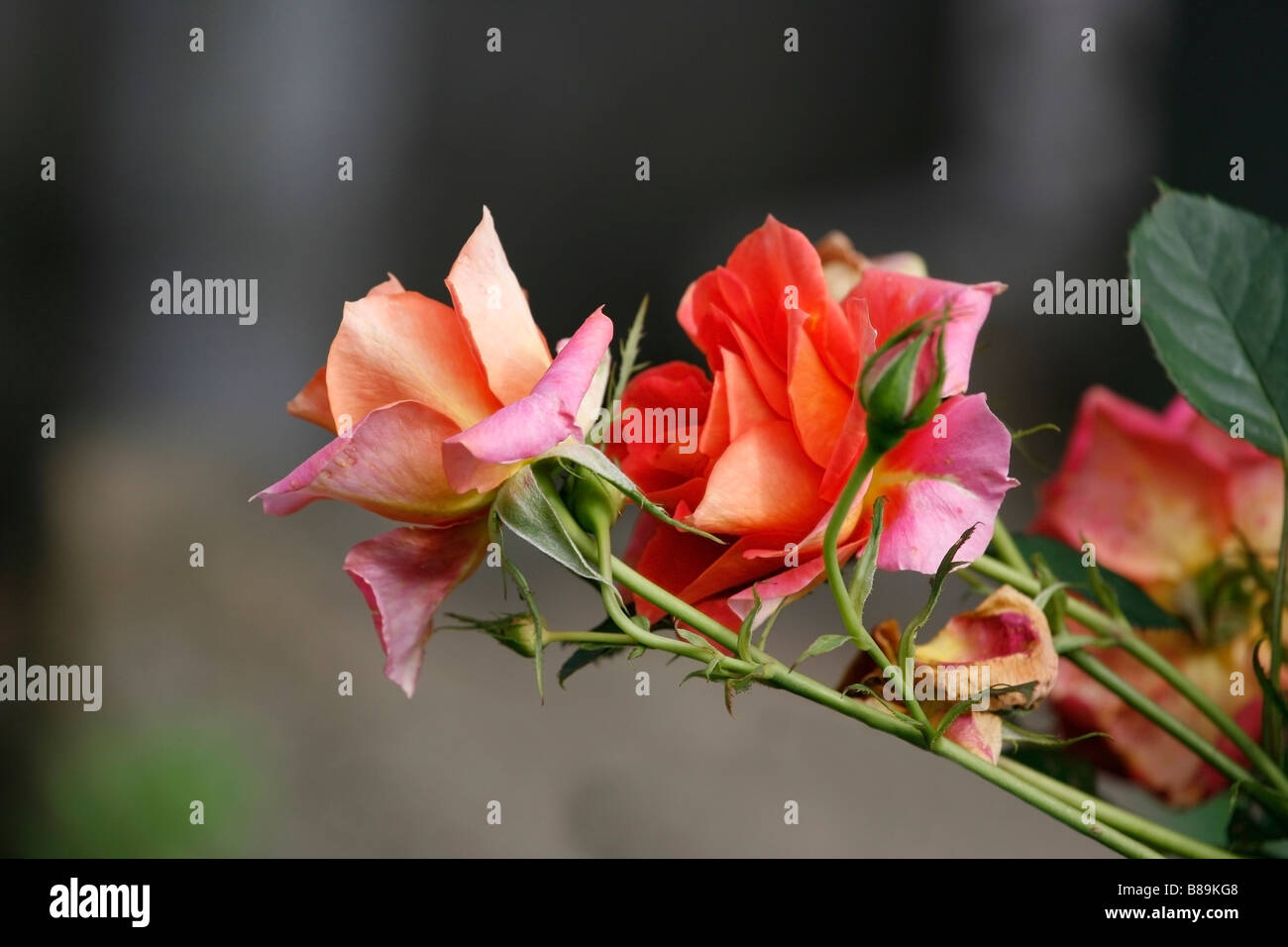 Side view orange rose hi-res stock photography and images - Alamy