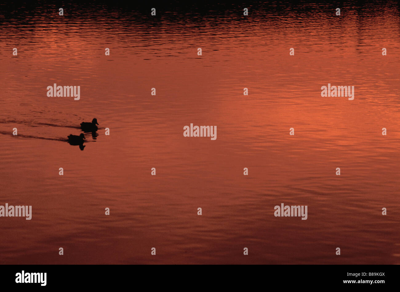 Waterfowl 2 Ducks swim into frame on pond with Sunset Stock Photo
