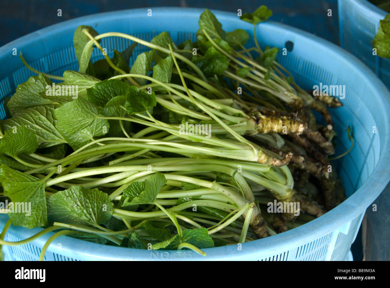 Whole wasabi plants in buckets ready for shipping, Hotaka Stock Photo