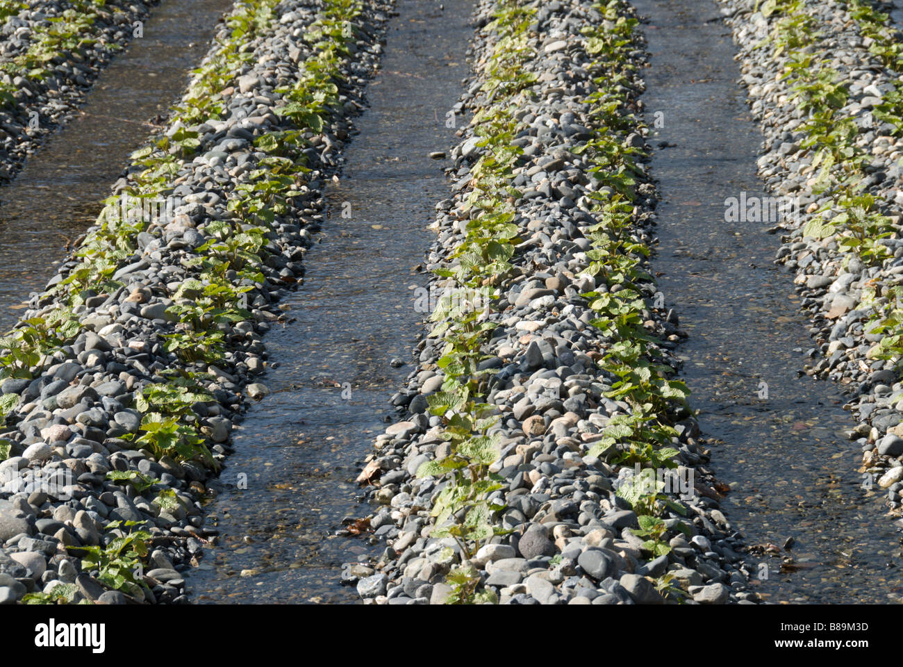Wasabi farming hires stock photography and images Alamy