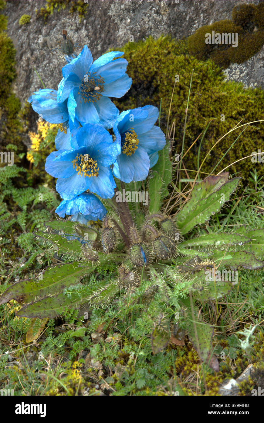 Meconopsis horridula (Himalayan blue poppy) grows at about 4500 m near the high-altitude lake Dudh Kund, Khumbu district, Nepal Stock Photo