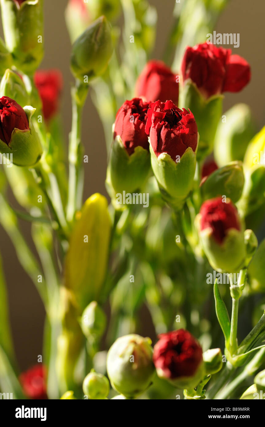 Spray carnation hires stock photography and images Alamy