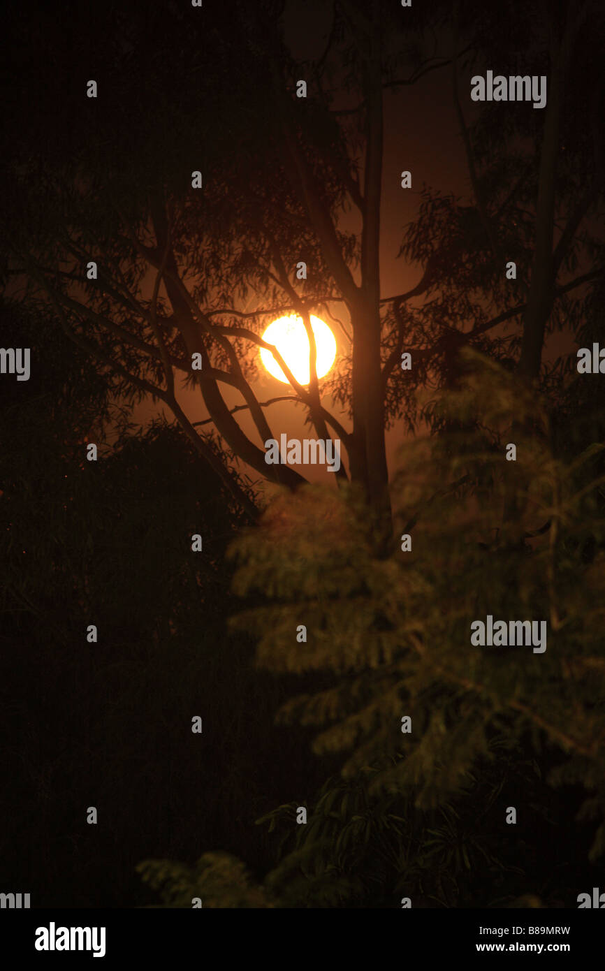 Tree night nighttime moon hi-res stock photography and images - Alamy