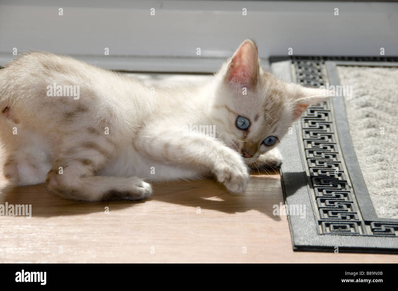 A snowy Bengal kitten playing on the floor Stock Photo - Alamy