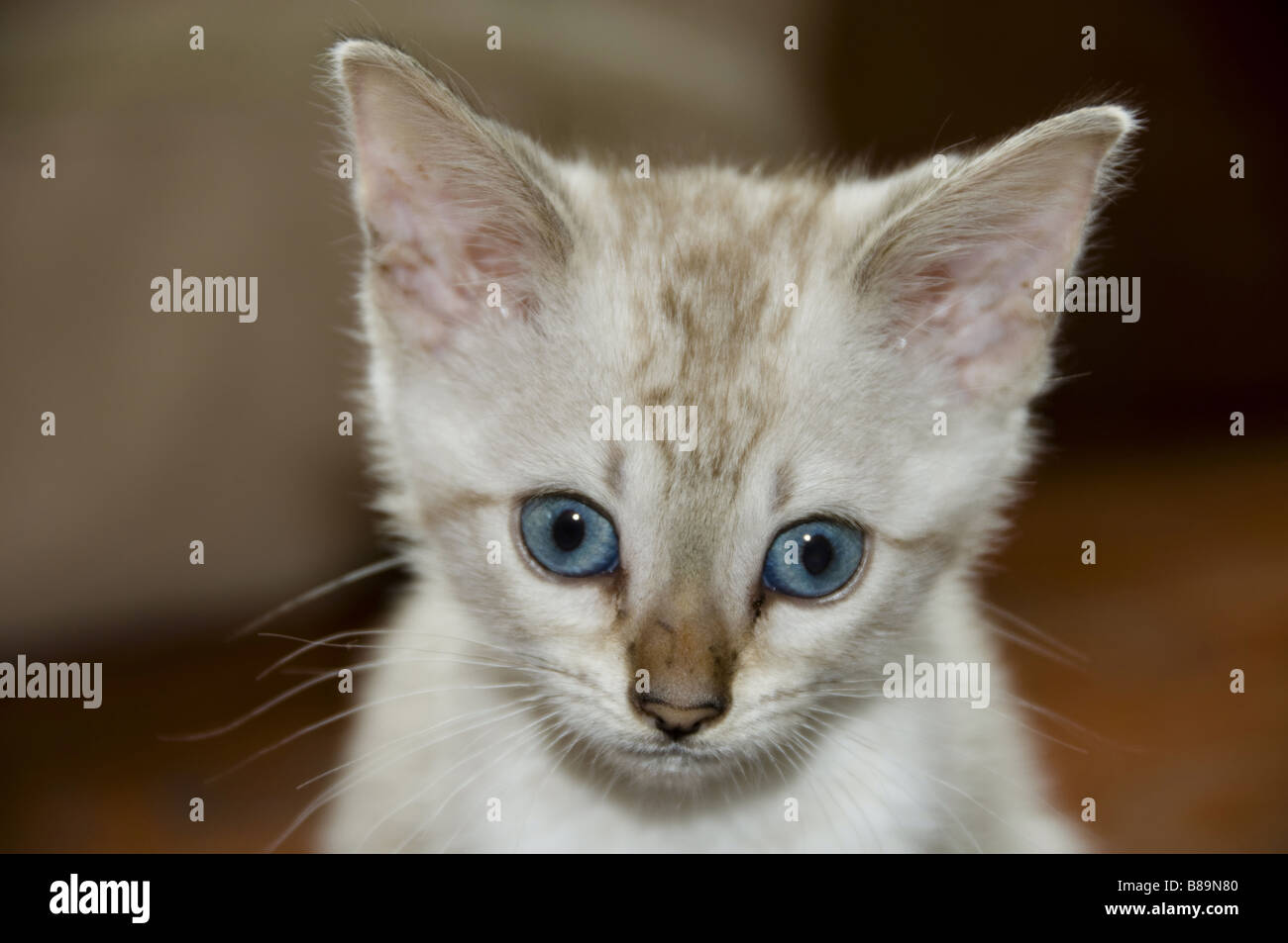 A Bengal kitten with bright blue eyes Stock Photo - Alamy