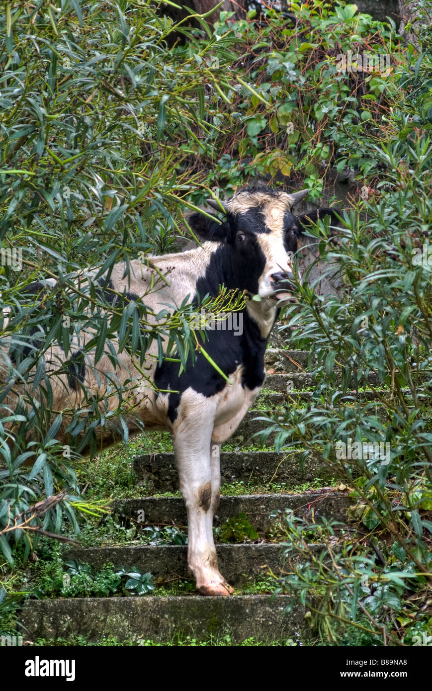 Cow and calf islands hi-res stock photography and images - Alamy
