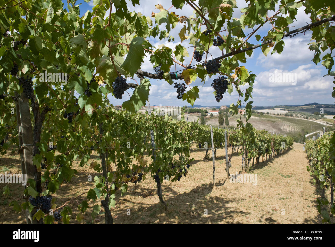 Vine of grapes under the sun Stock Photo Alamy