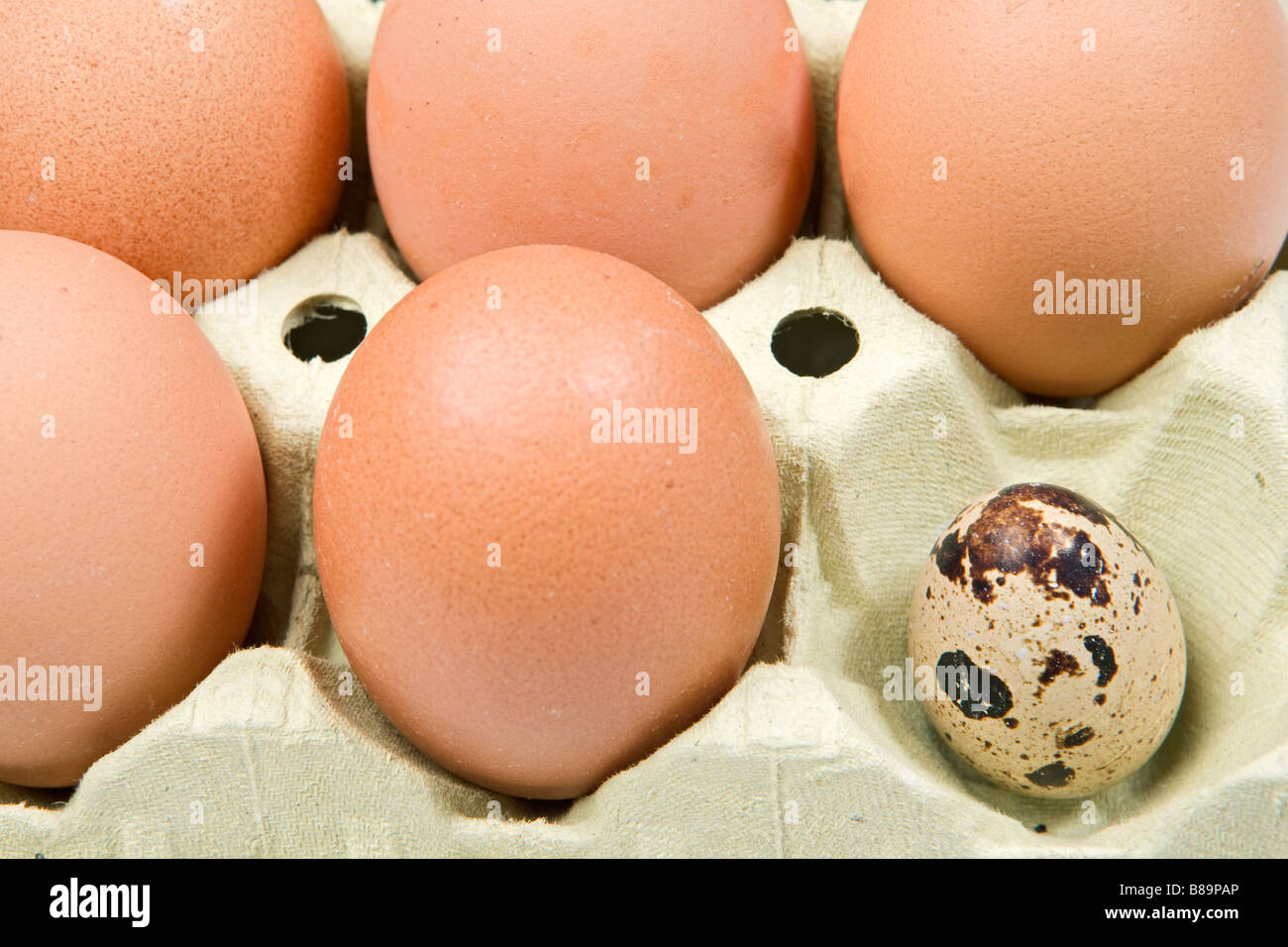 Some large chicken egg with a little quail egg Stock Photo - Alamy