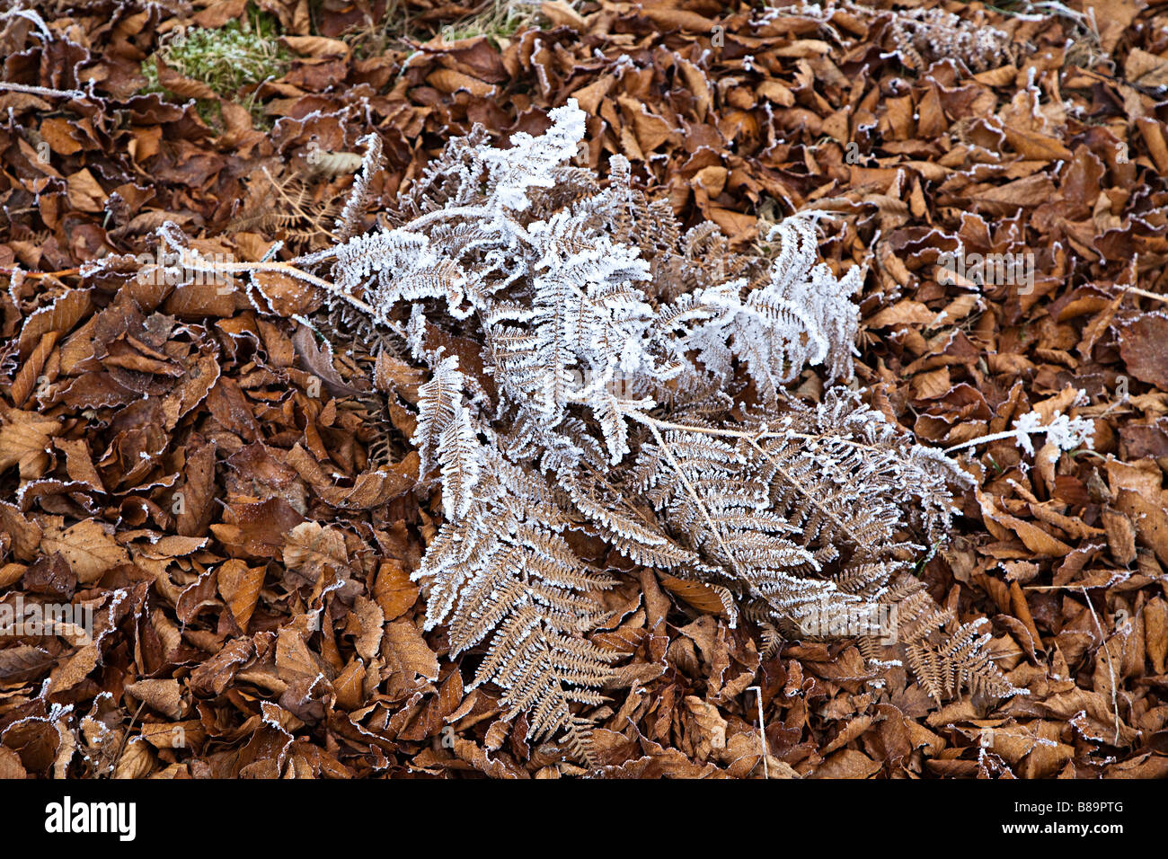 Bracken covered in frost on dead leaves UK Stock Photo
