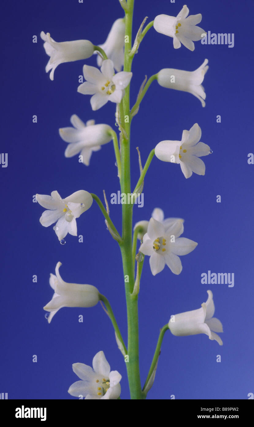 Brimeura amethystina 'Alba' (Spanish hyacinth) Stock Photo