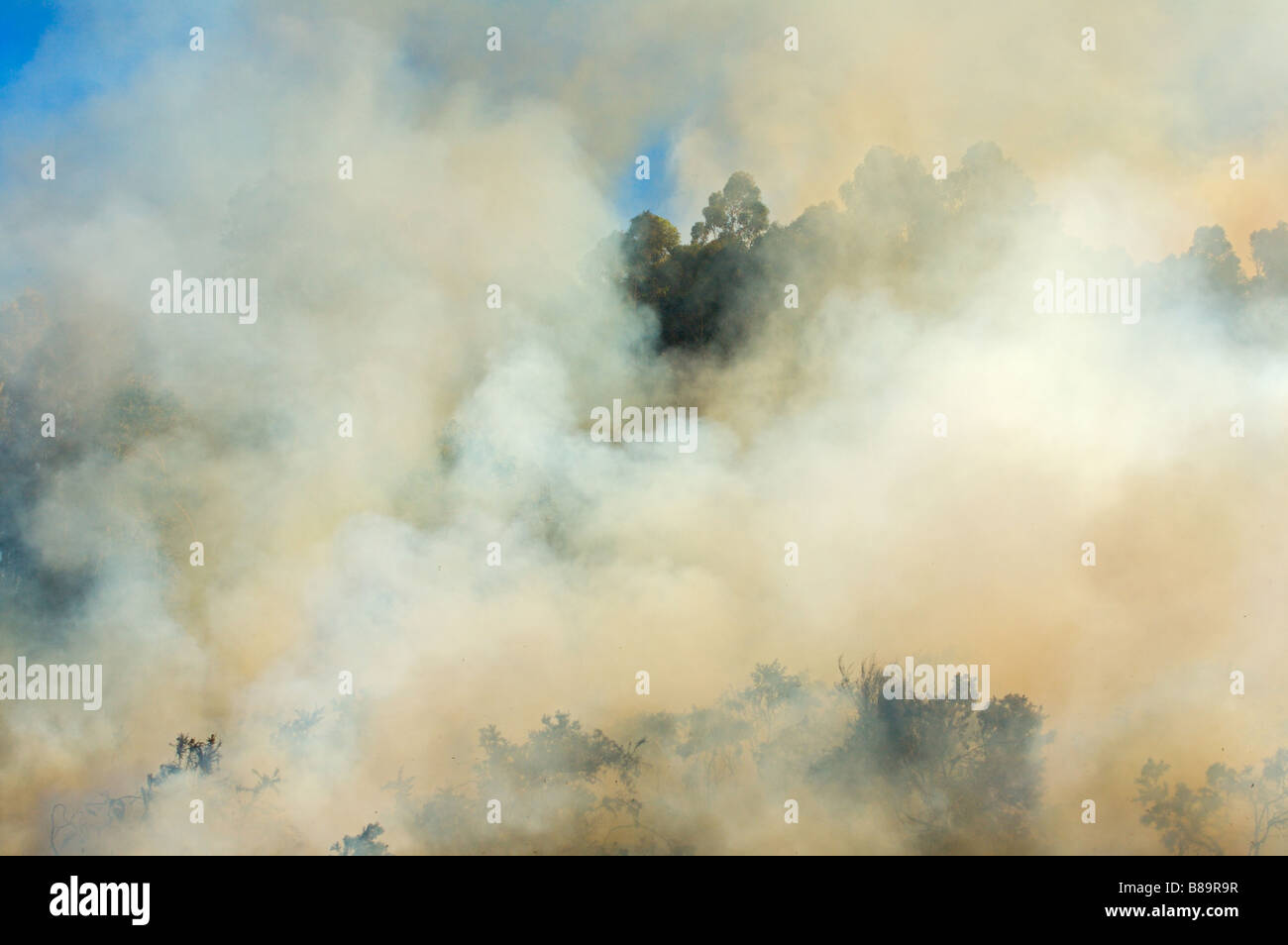 photo of a fire in the forest Stock Photo - Alamy
