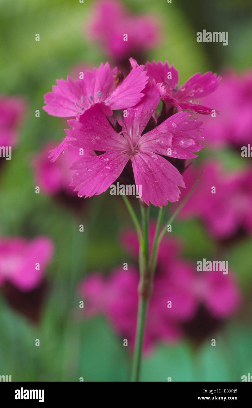 Dianthus carthusianorum (Carthusian pink) Stock Photo