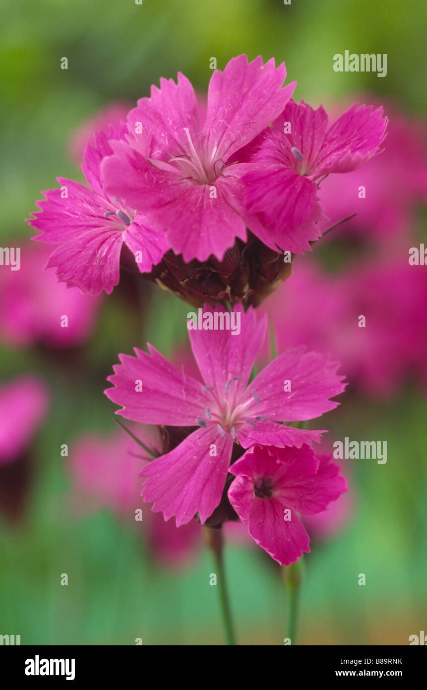 Dianthus carthusianorum (Carthusian pink) Stock Photo