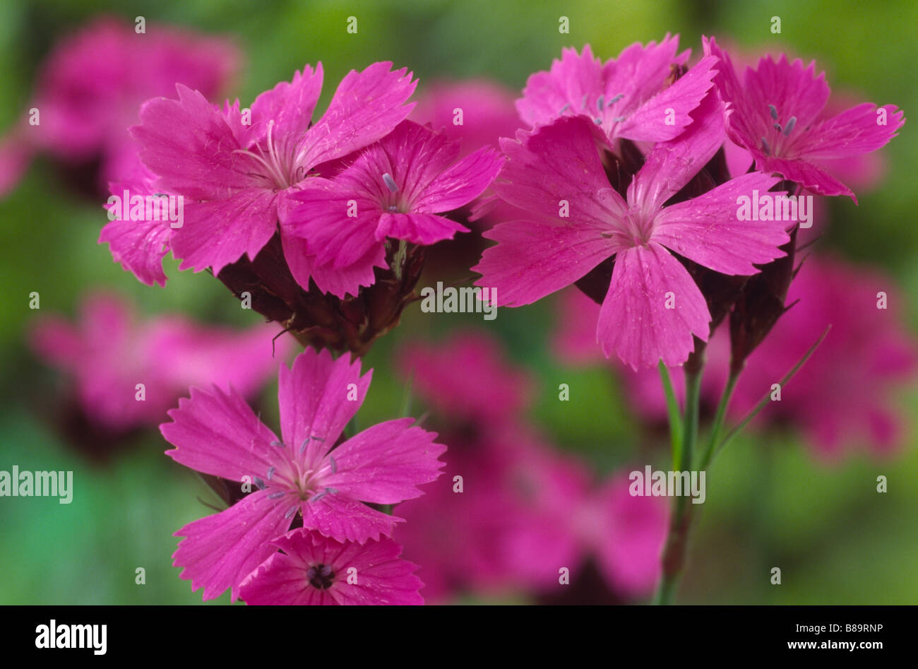 Dianthus carthusianorum (Carthusian pink) Stock Photo