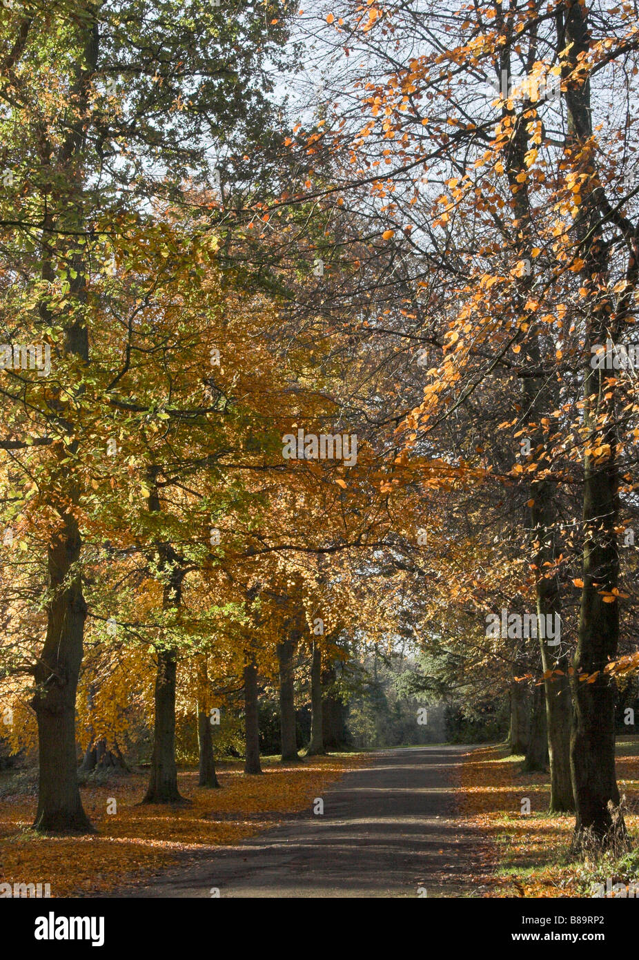 Mature Beech trees Arrowe Country Park Wirral Stock Photo Alamy