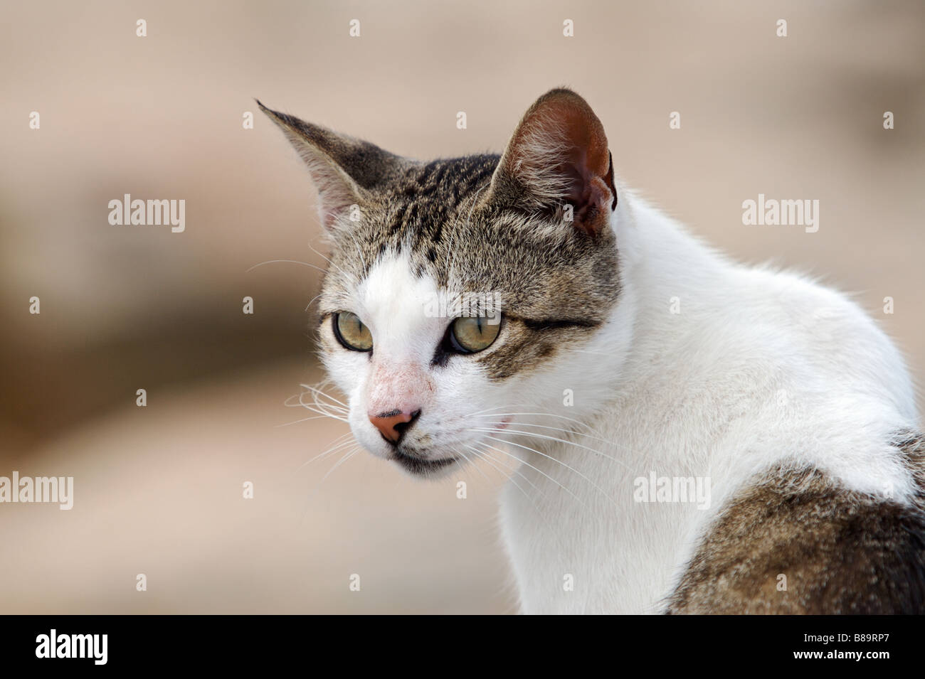 photo of an adorable cat in the street Stock Photo - Alamy