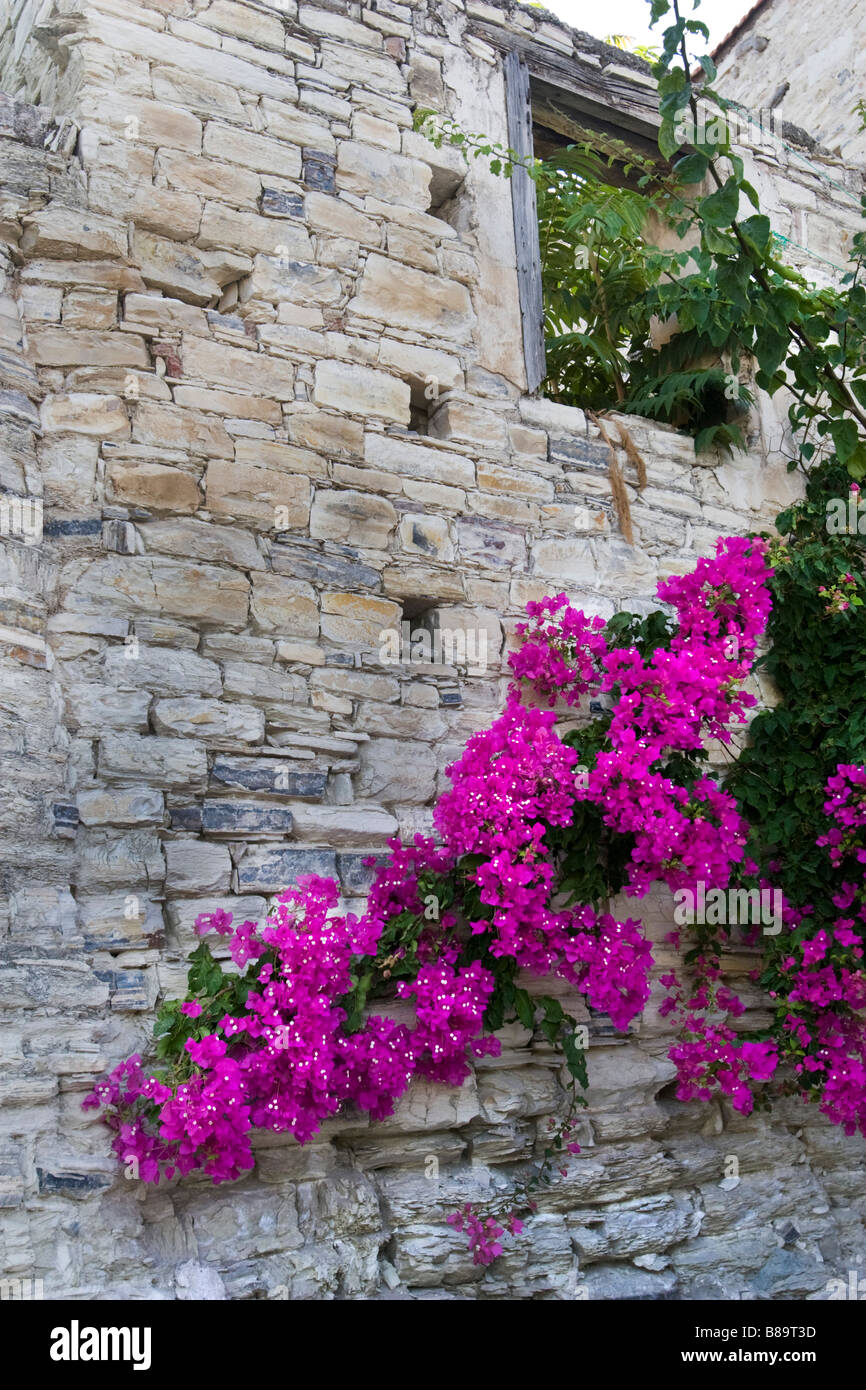 Stone tiled wall covered with blooming magenta flowers (Bougainvillea). Lefkara, South Cyprus Stock Photo