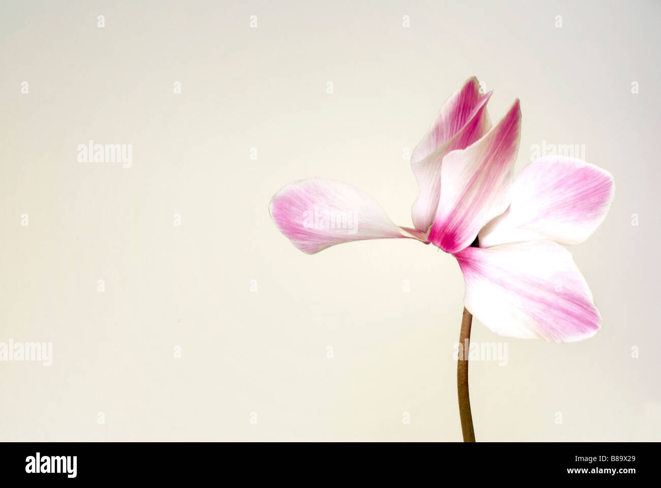 Cyclamen close up Stock Photo