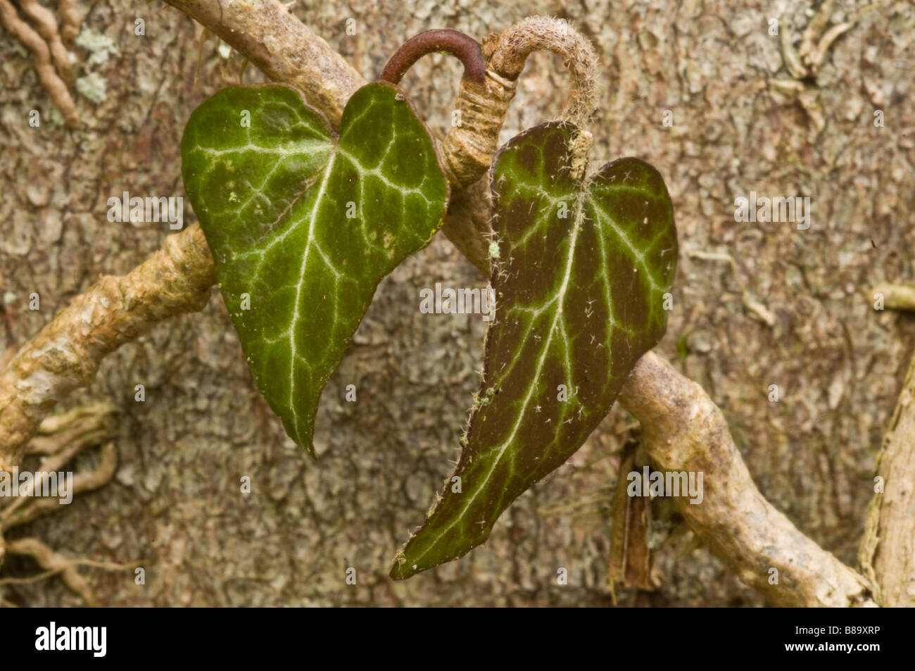Ivy Leaves shaped like a heart growing on a tree trunk Stock Photo