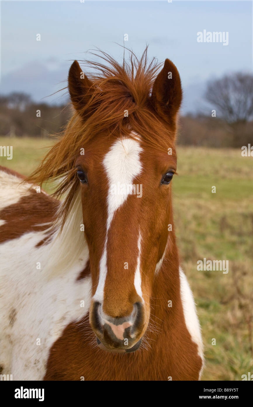 curious young brown and white horse in field with mane blowing in the