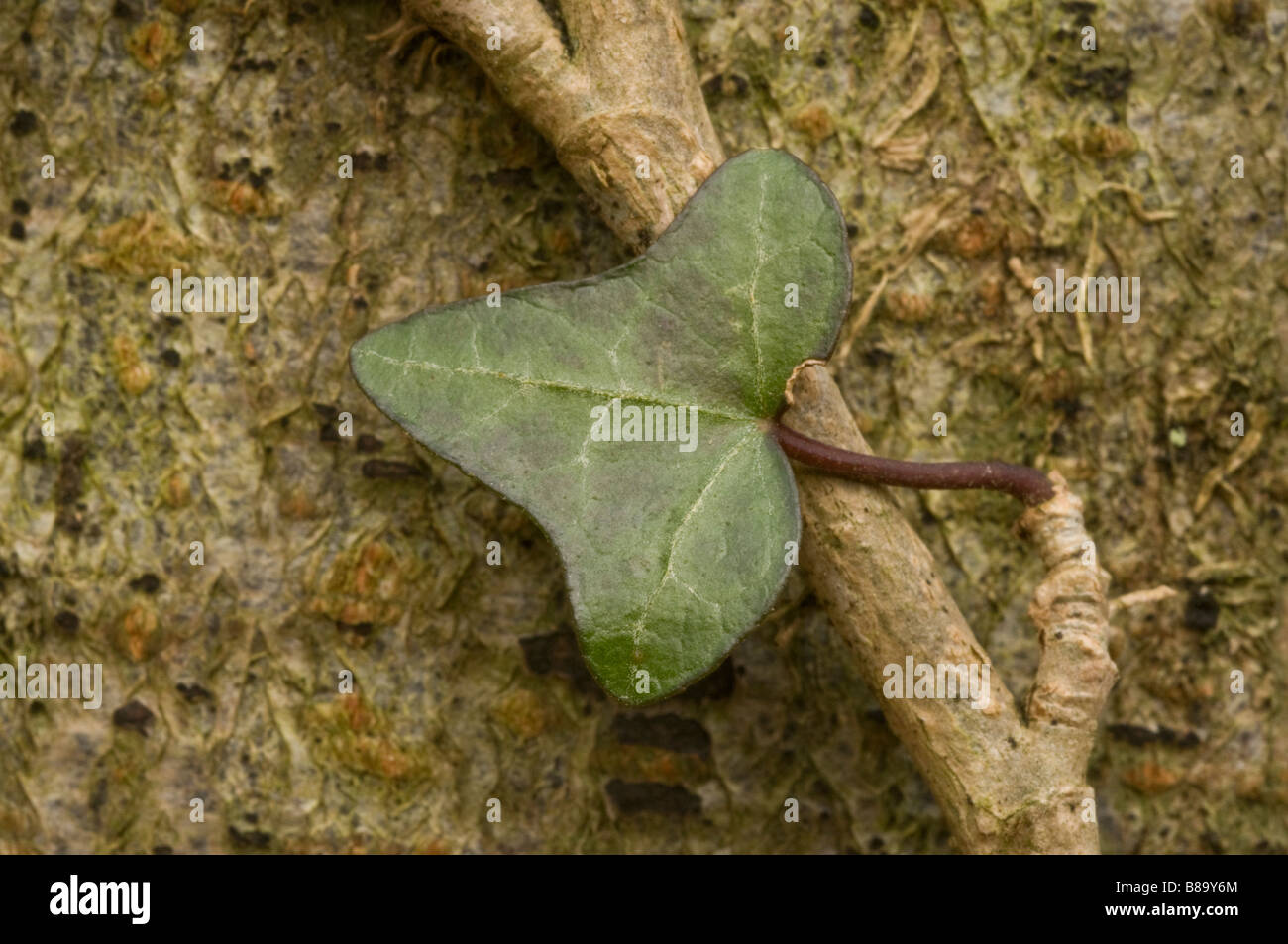 Creeper plant growing tree tree trunk hires stock photography and