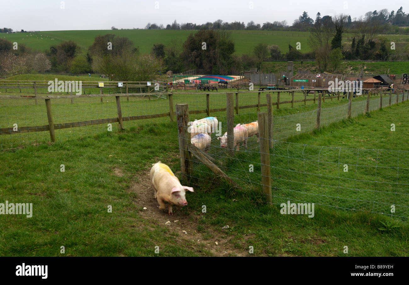 Pig racing hires stock photography and images Alamy